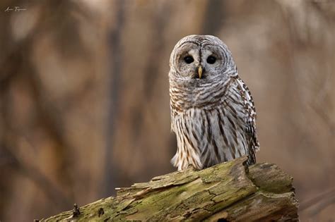 Chouette Ray Strix Varia Barred Owl Nov Ana S Tr Panier Flickr