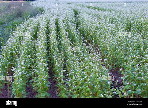 Buckwheat field. Flowering buckwheat plant on farm. Agriculture ...