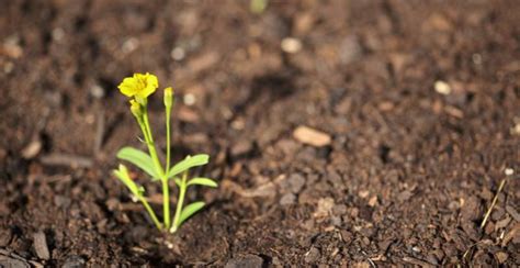 What Is Tarragon? Planting, Growing and Using the Tarragon Herb ...