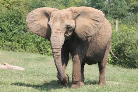 Free Elephants at the Nashville Zoo 3 Stock Photo - FreeImages.com