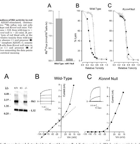 Figure 1 From Physiological Roles Of The Intermediate Conductance Ca2