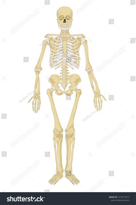 Vektor Stok Human Skeleton Anatomy Scheme Vector Illustration Tanpa