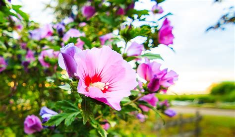 How To Plant And Care For Rose Of Sharon - Seasonal Cornucopia