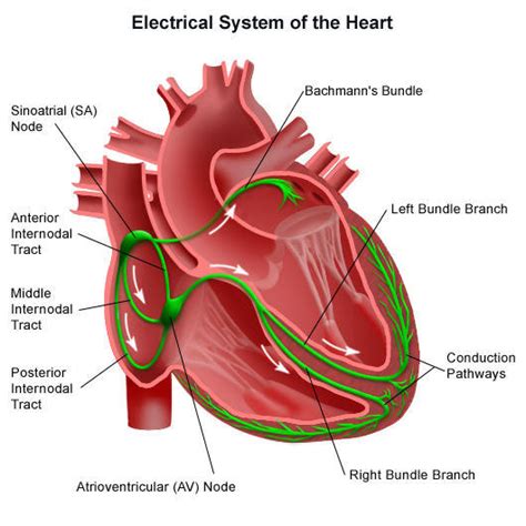 Diagram of Cardiac Conduction System