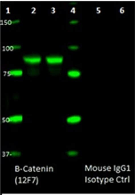 Biolegend Ultra Leaf Purified Anti β Catenin 1 Ctnnb1 Fisher Scientific