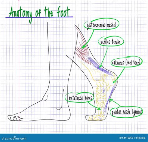 Drawing of the Anatomy of the Human Foot Side Stock Vector