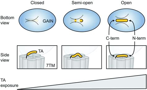 Model Of The Structural Rearrangements Promoting The Ta Exposure In The