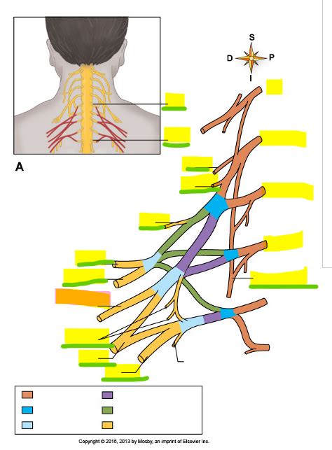 Brachial Plexus Need To Know Diagram Quizlet