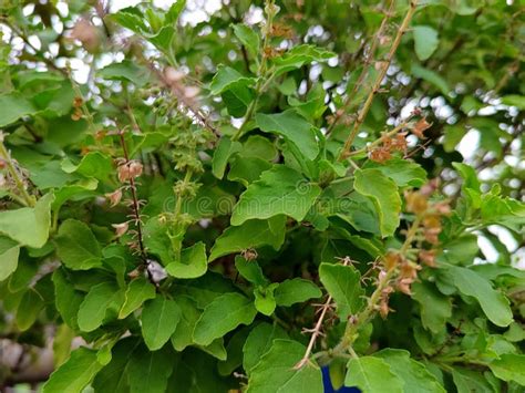 Tulsi Plant Indian Harbal Medicine Stock Image Image Of Produce Tree