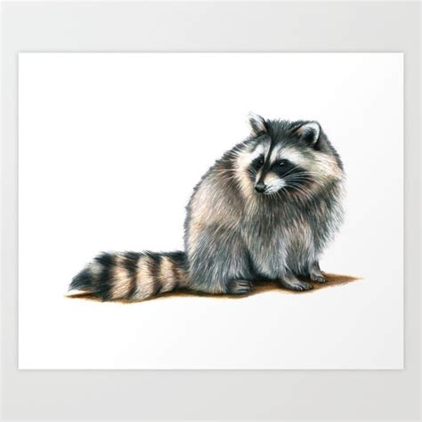 Raccoon Colored Pencil Drawing Art Print - Etsy