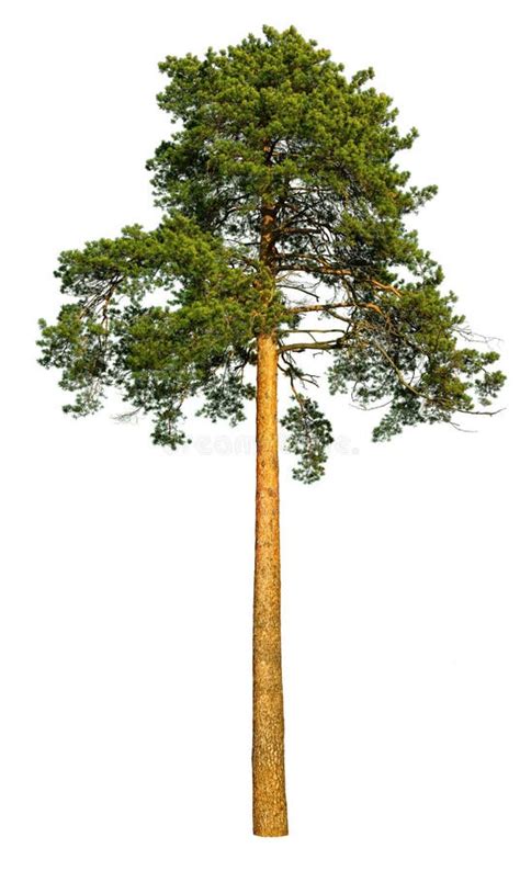 Tall Pine Tree Stock Photo Image 62990903