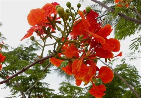 Cara Menanam Dan Merawat Tanaman Bunga Flamboyan Bagi Pemula Di Rumah