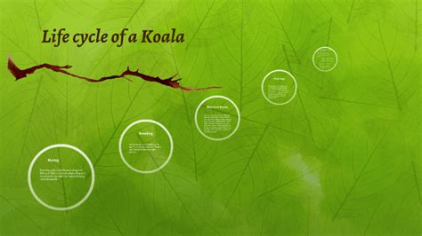 Life cycle of a Koala by Anastacia Mootooveeren on Prezi