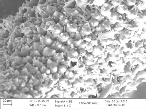 Scanning Electron Microscope Image Of Rice Husk Biochar Obtained By