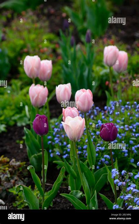 Tulipa Salmon Van Eijk Tulip Salmon Van Eijk Darwin Hybrid Tulip Tulips