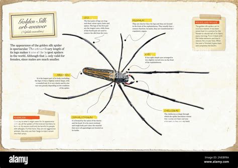 Infografía de la anatomía del orbe tejedor de seda dorada Nephila