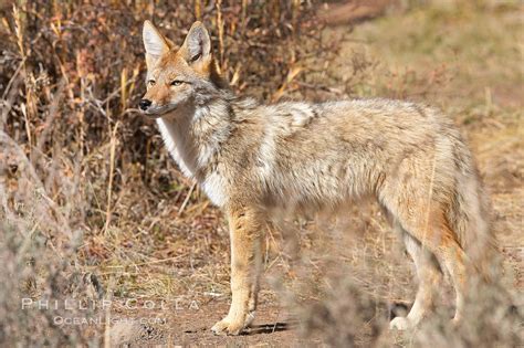 Coyote Canis Latrans Photo Yellowstone National Park Wyoming