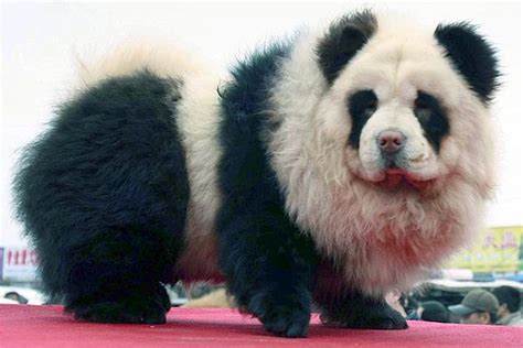 Tibetan Mastiff in Panda look .. : r/WTF