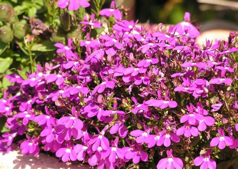 Лобелия [75+ фото]: яркое цветение на весь теплый период (#2019)