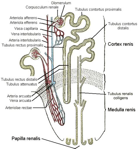 Glomerule Renal