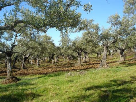 ESTRATEGIA ANDALUZA DE DESARROLLO SOSTENIBLE 2030 Asaja Cádiz