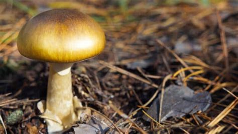 Gold Cap Mushrooms - A Deep Dive into Psilocybe Cubensis - Live Free ...