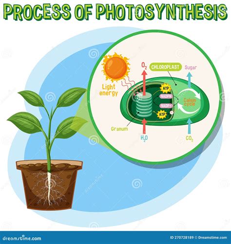 Diagram Of Photosynthesis For Biology And Life Science Education Stock