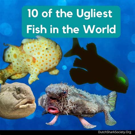 What Is The Most Ugly Fish In The World A Top Dutch Shark Society