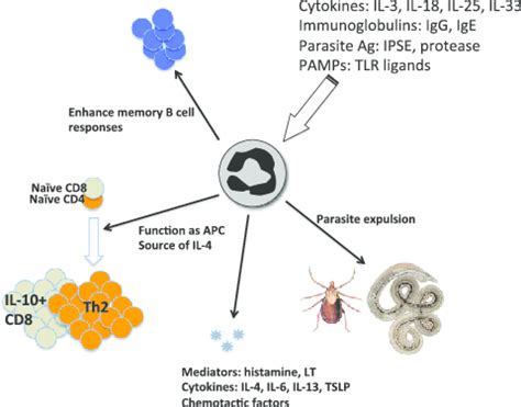 Potential Functions Of Basophils Stimulated Via Multiple Pathways Are