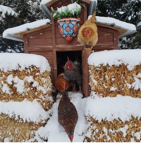 10 Tips On Caring For Chickens In Cold Winter Weather Homestead And Chill