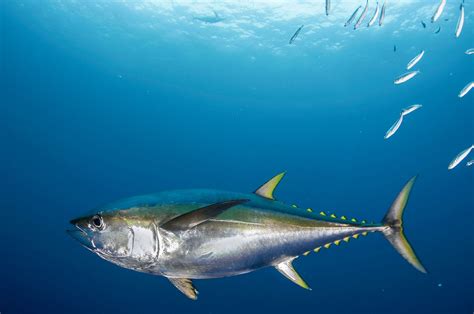 Thunnus Thynnus Linnaeus 1758