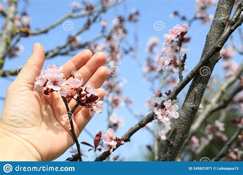 Mature Woman X27 S Hand Is Holding Cherry Blossom Blooming Cherry