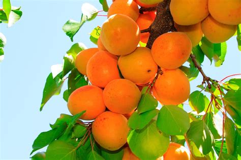 Apricot Dwarf Moorpark The Garden Feast