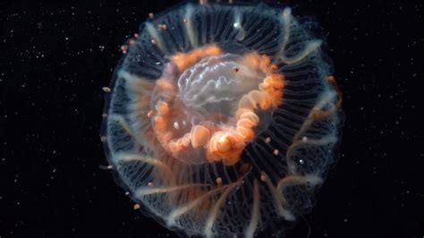 From an amateur nature video to a unique study on Antarctic jellyfish | Blog