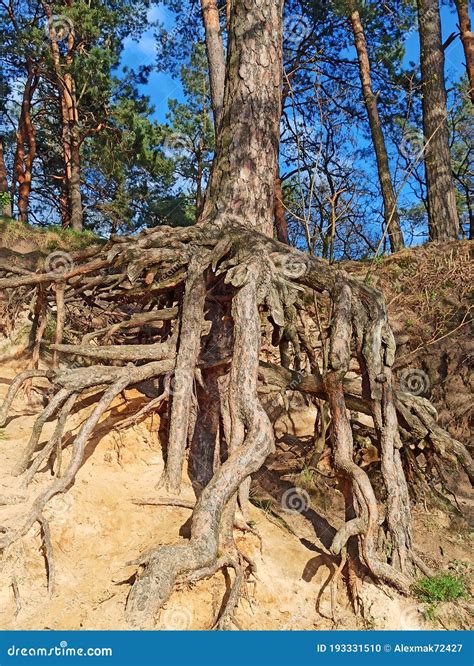 Pine Tree with Huge Roots in the Forest Stock Photo - Image of foliage ...