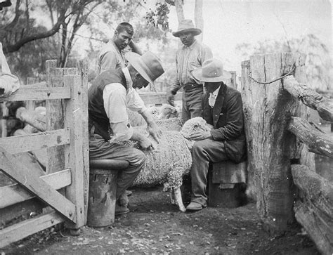 Australian Wool Australian Agricultural And Rural Life Stories State Library Of Nsw