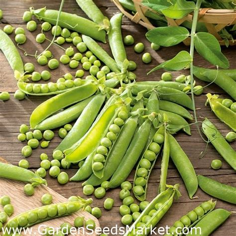 Field pea "Nephry" - very easy in cultivation – Garden Seeds Market ...