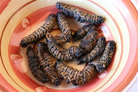 Mopane Worms A Southern African Delicacy Hadithi Africa