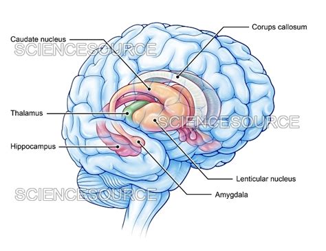 Limbic System Illustration Stock Image Science Source Images