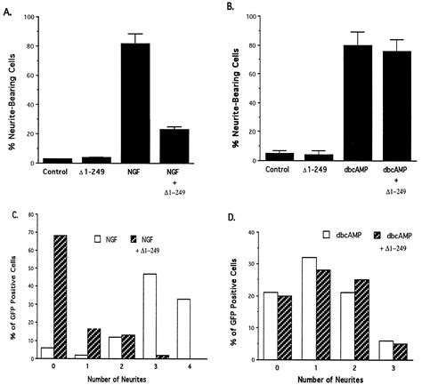 Blockade Of Ngf Induced Neurite Outgrowth By A Dominant Negative