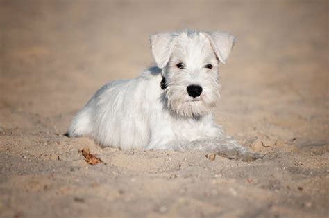 White Miniature Schnauzer Puppy Stock Image Image Of Adorable Beauty