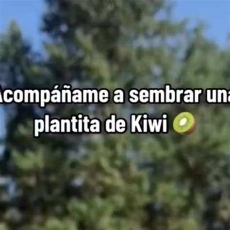 Escuela De Huertos Organicos On Instagram El Kiwi Es Mi Fruta