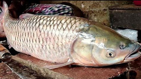 Expert Man Cutting Big Grass Carp Fish Skinning And Chopping Popular