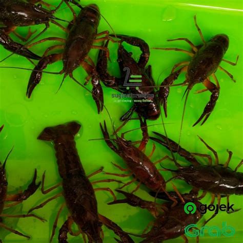 Jual Bibit Lobster Air Tawar Konsumsi Shopee Indonesia