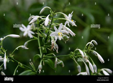 Rengarenga Renga Lily New Zealand Rock Lily Or Maikaika