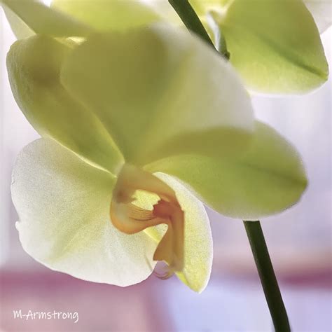 MORE YELLOW-GREEN ORCHIDS – SERENDIPITY: SEEKING INTELLIGENT LIFE ON EARTH