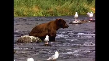 Bear XVIDEOS