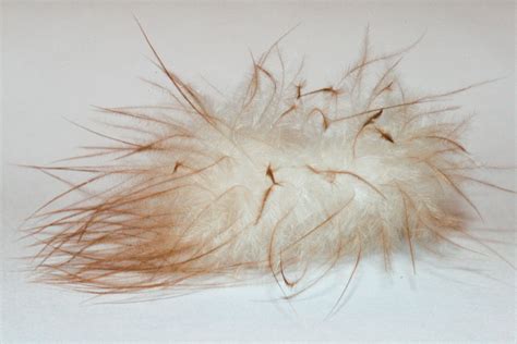 Down feather | Wiki | Everipedia