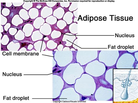 draw the adipose connective tissue mention the region in the body where ...