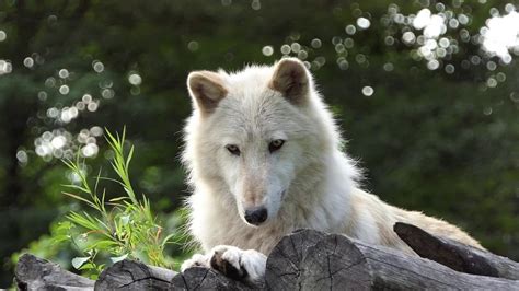 Wolf Conservation Centre Ngo Friends